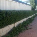 Garden maintenance photograph 1